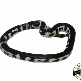 Jungle California Kingsnake Baby