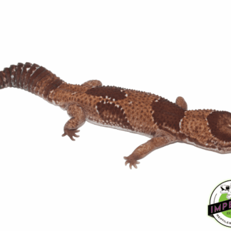 Aberrant African Fat Tail Gecko