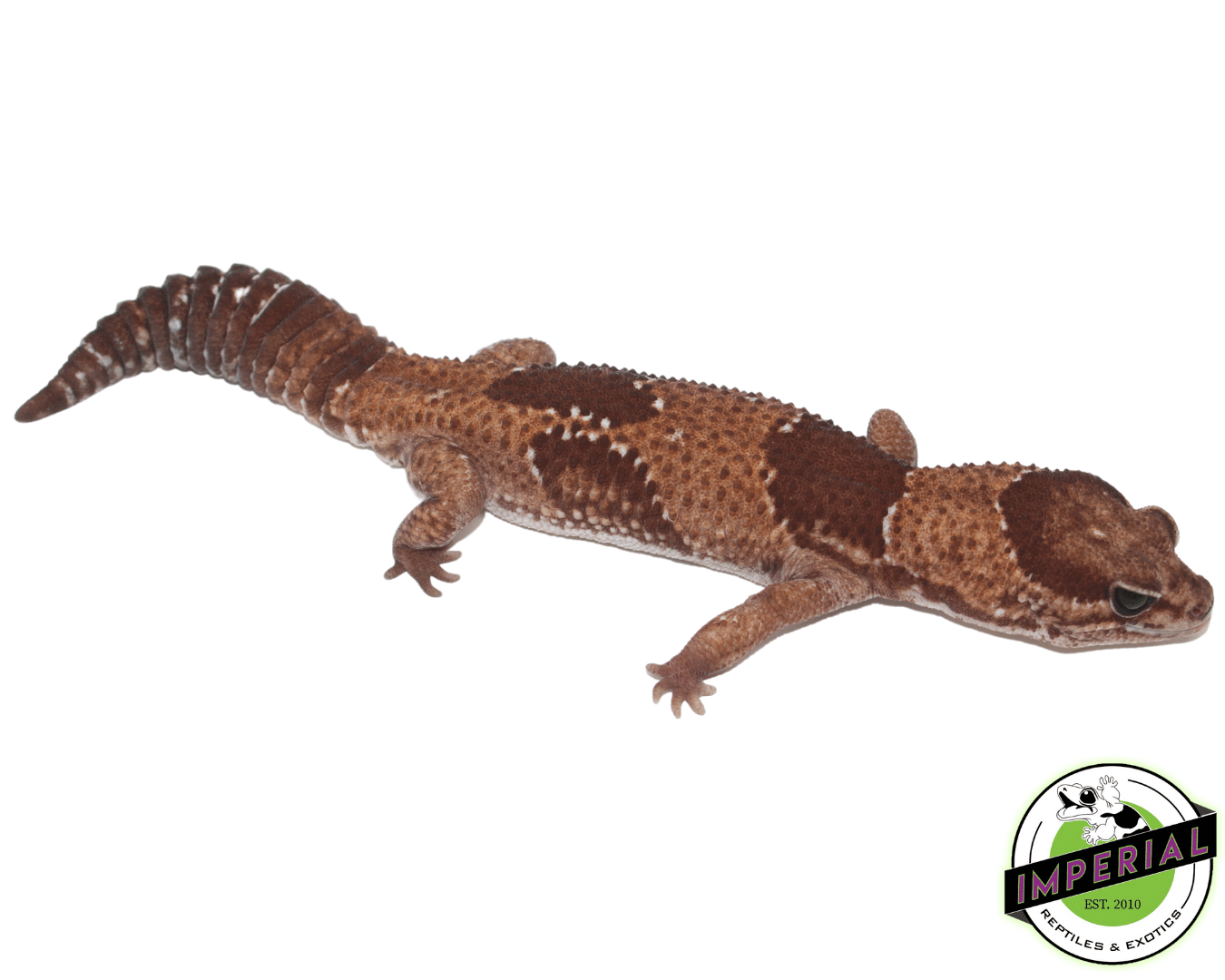 Aberrant African Fat Tail Gecko