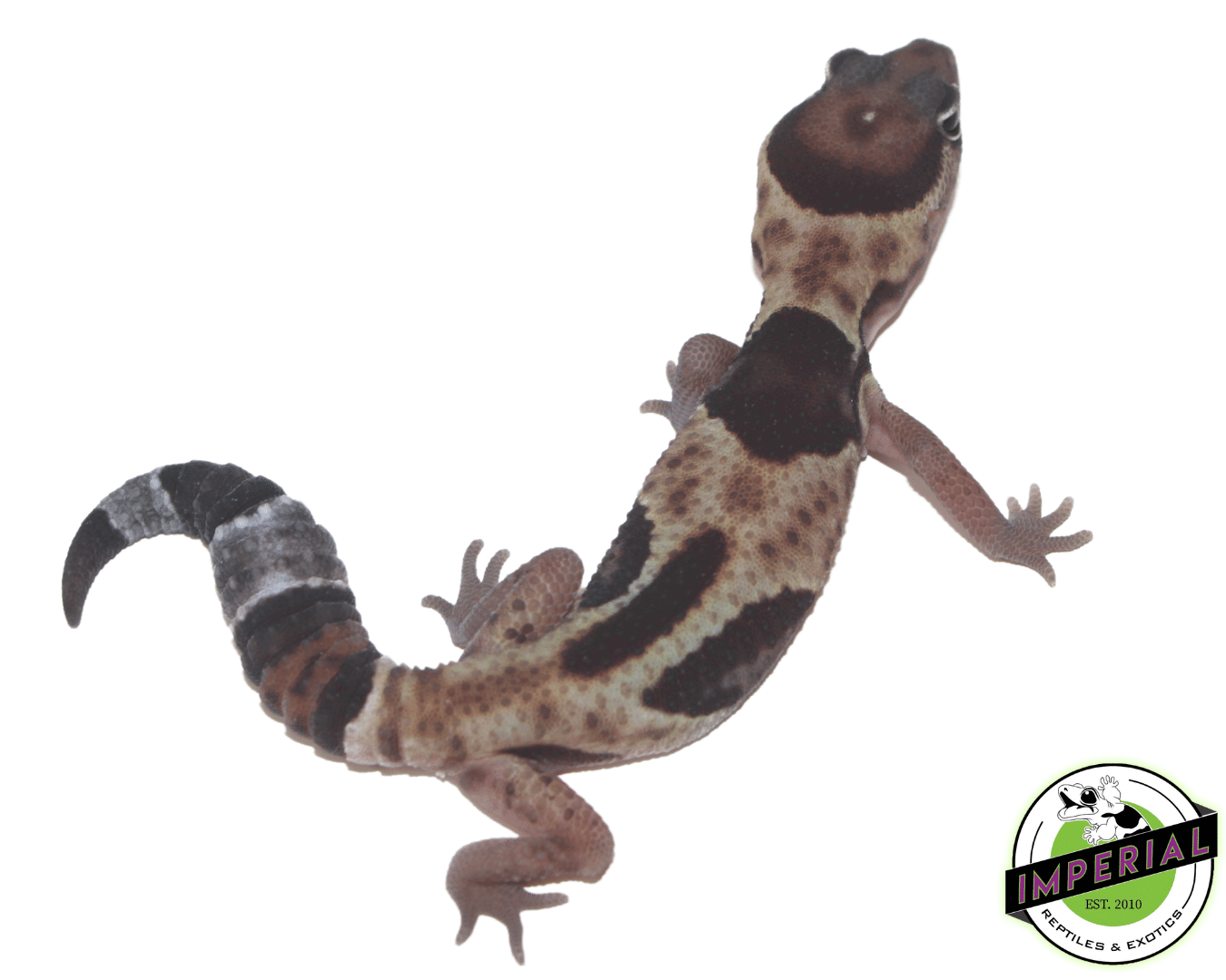 Aberrant African Fat Tail Gecko Baby - Image 2