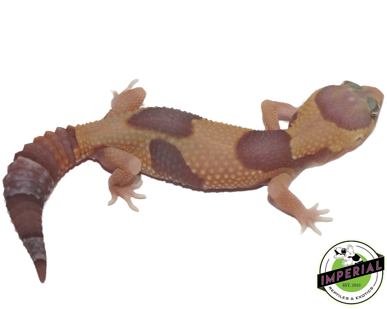 Amel Jungle Fat Tail Gecko - Image 2