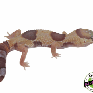 Amel Jungle Fat Tail Gecko