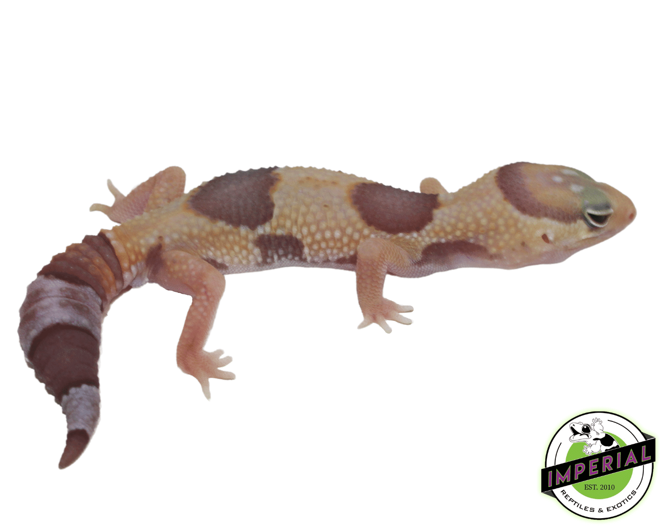Amel Jungle Fat Tail Gecko