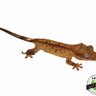 Crested Gecko Juvenile