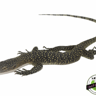 Solomon Island Mangrove Monitor