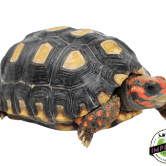 Brazilian Cherry Head Tortoise (Well-Started)