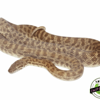 Children's Python Juvenile