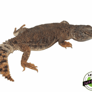 Golden Dispar Uromastyx Juvi