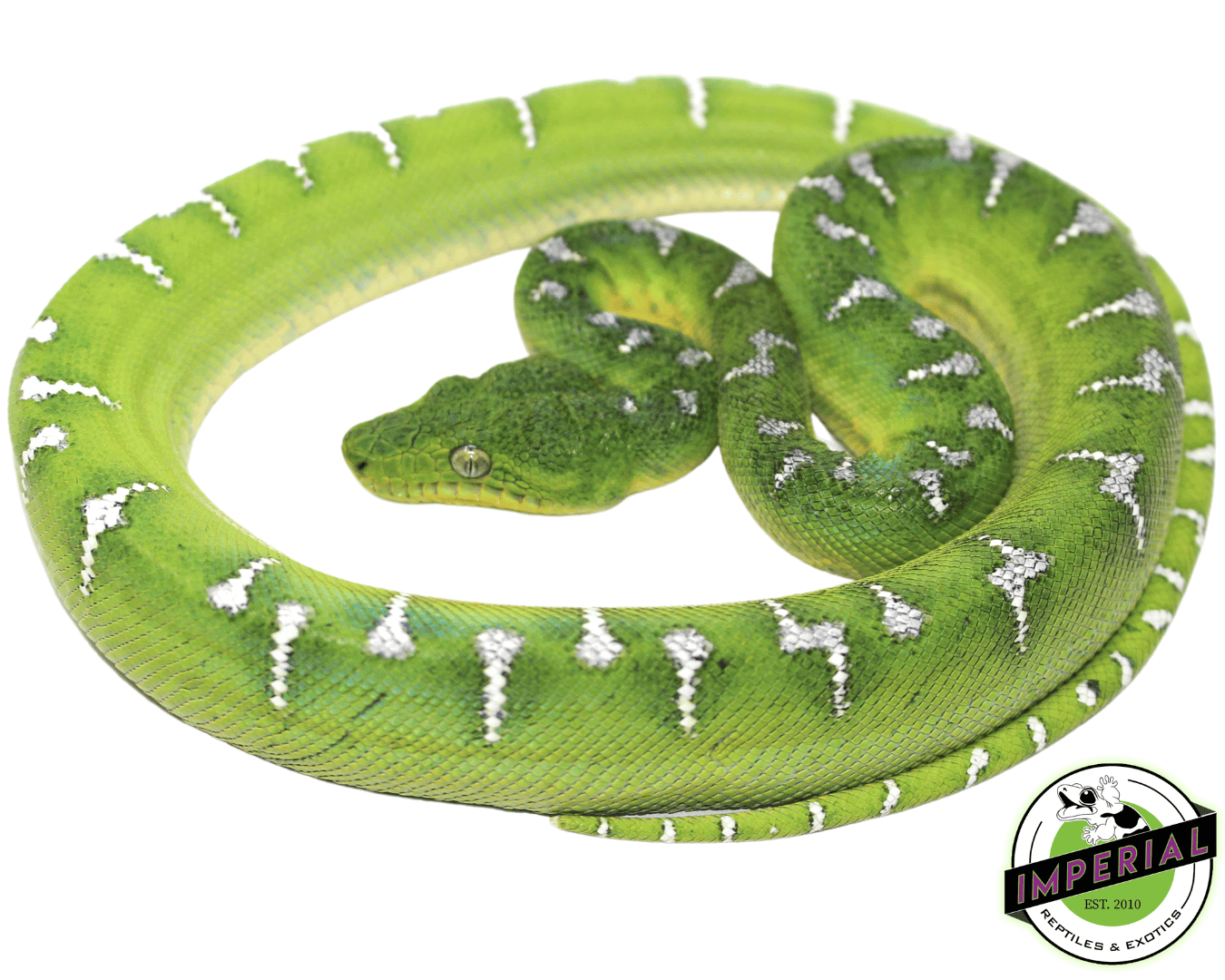 Emerald Tree Boa Juvenile - Image 2