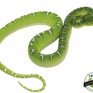 Emerald Tree Boa Juvenile