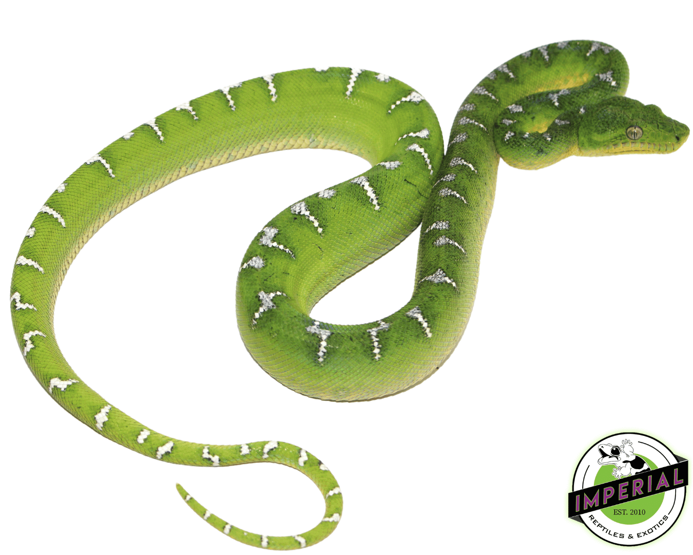 Emerald Tree Boa Juvenile