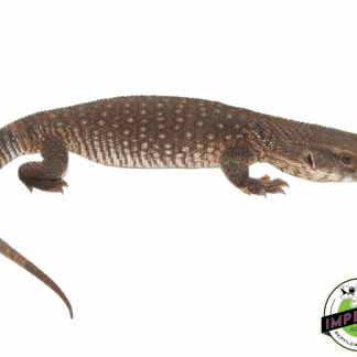 Savannah Monitor Juvi