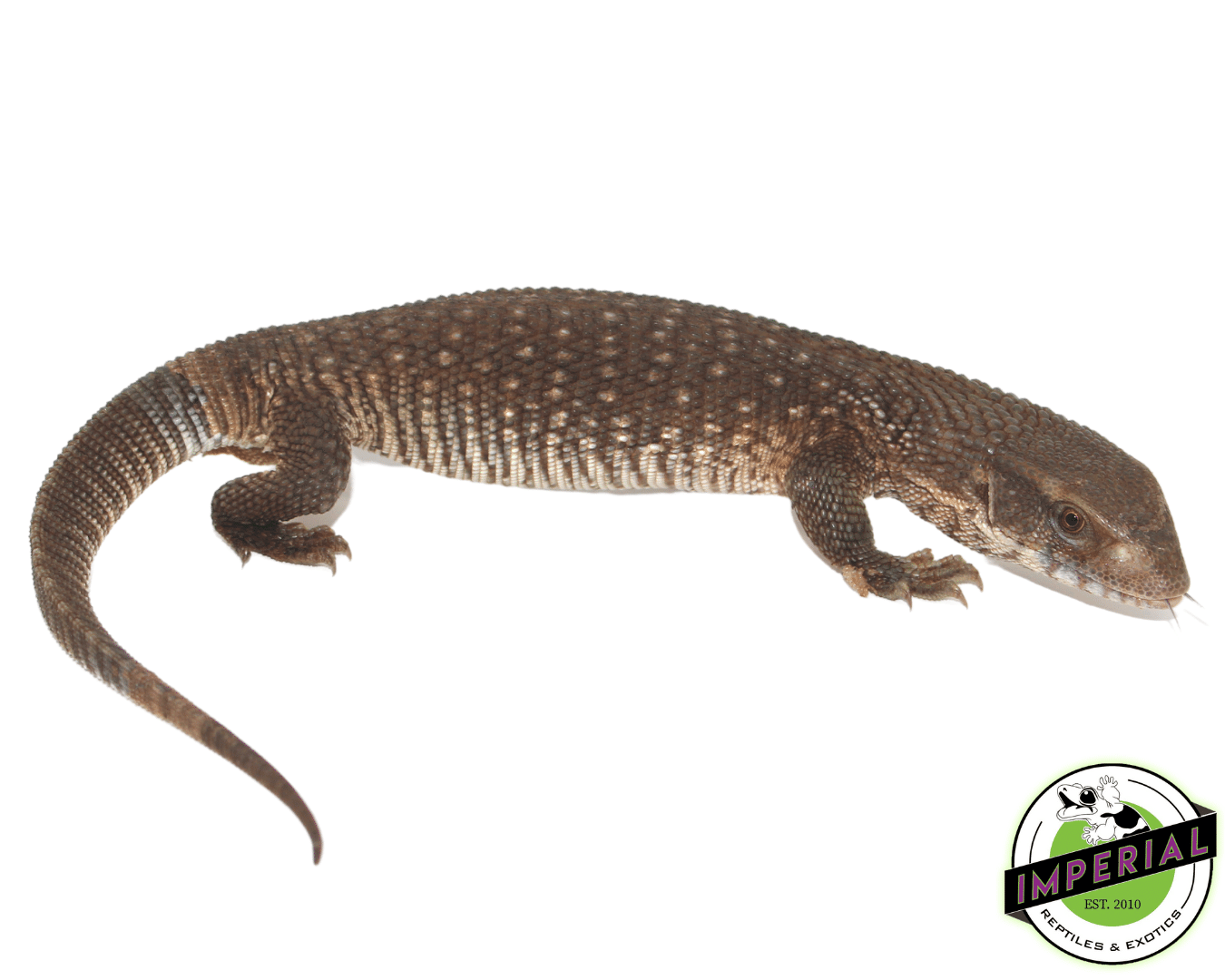 Savannah Monitor Juvi - Image 2