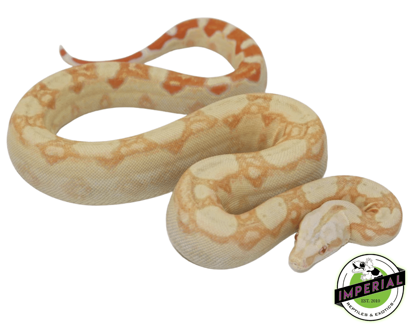 Albino Colombian Boa Baby - Image 3