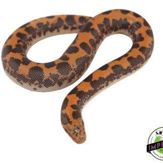 Kenyan Sand Boa Baby