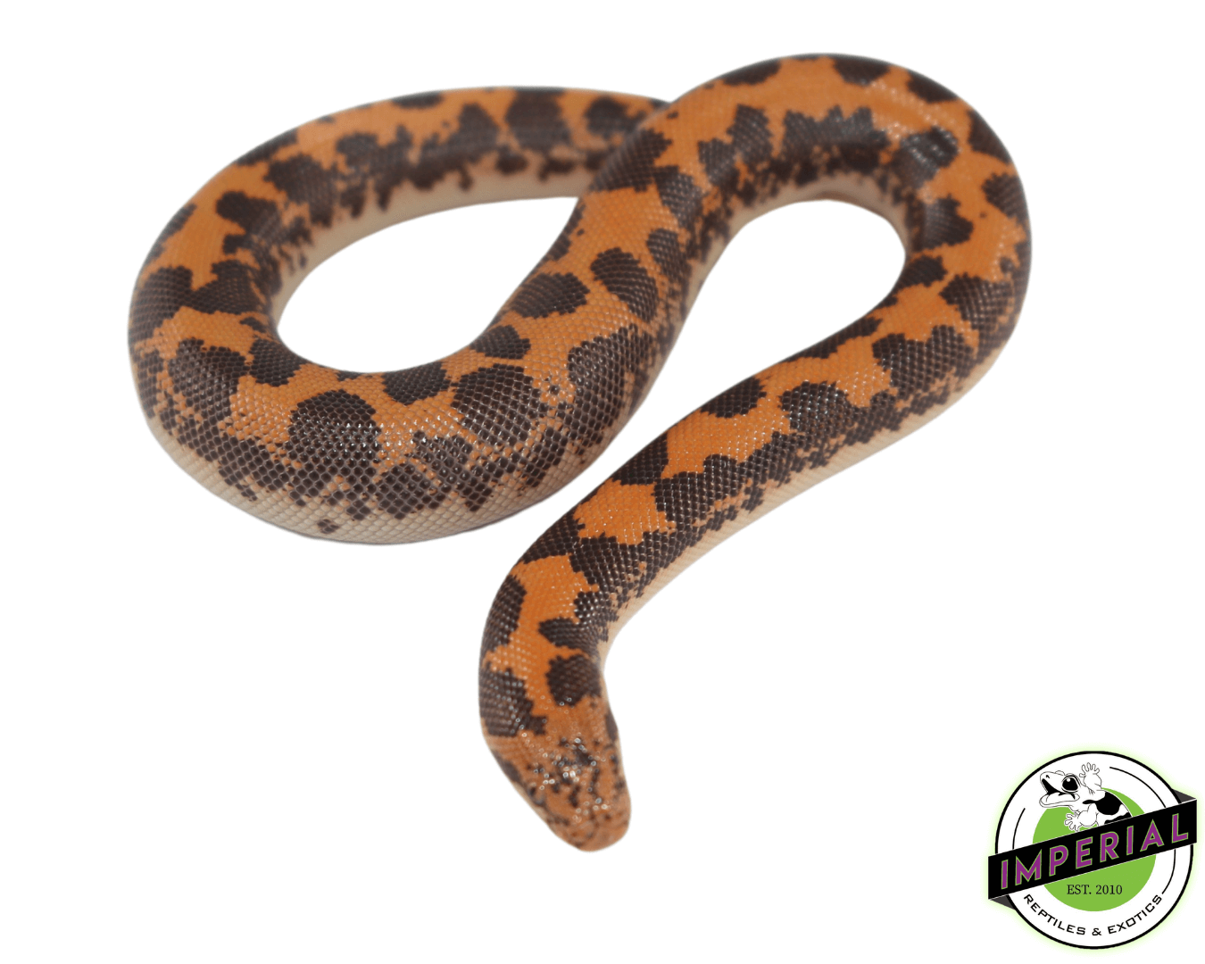 Kenyan Sand Boa Baby