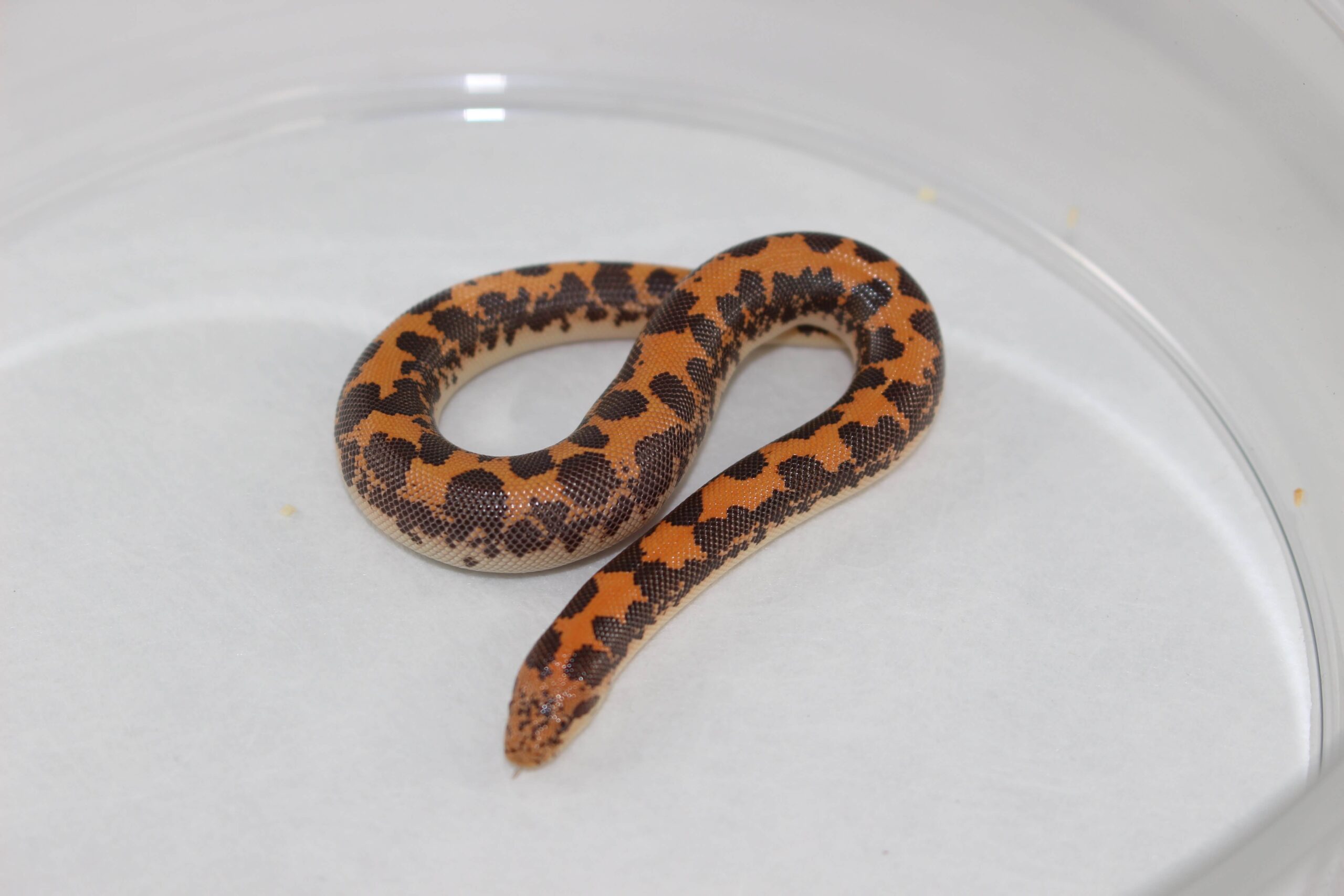 Kenyan Sand Boa Baby - Image 2