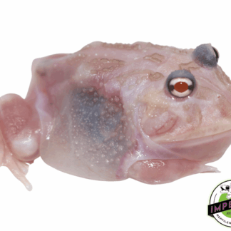 Mutant Pacman Frog "Kimberly"