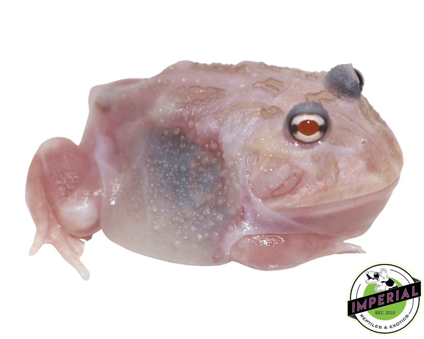 Mutant Pacman Frog "Kimberly"