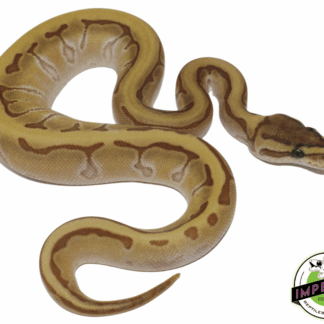 Kingpin Ball Python