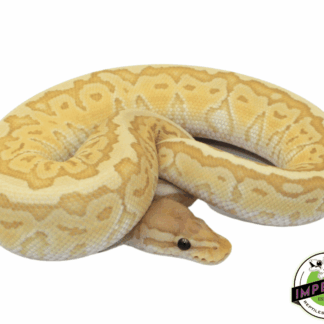Banana King Pin Ball Python