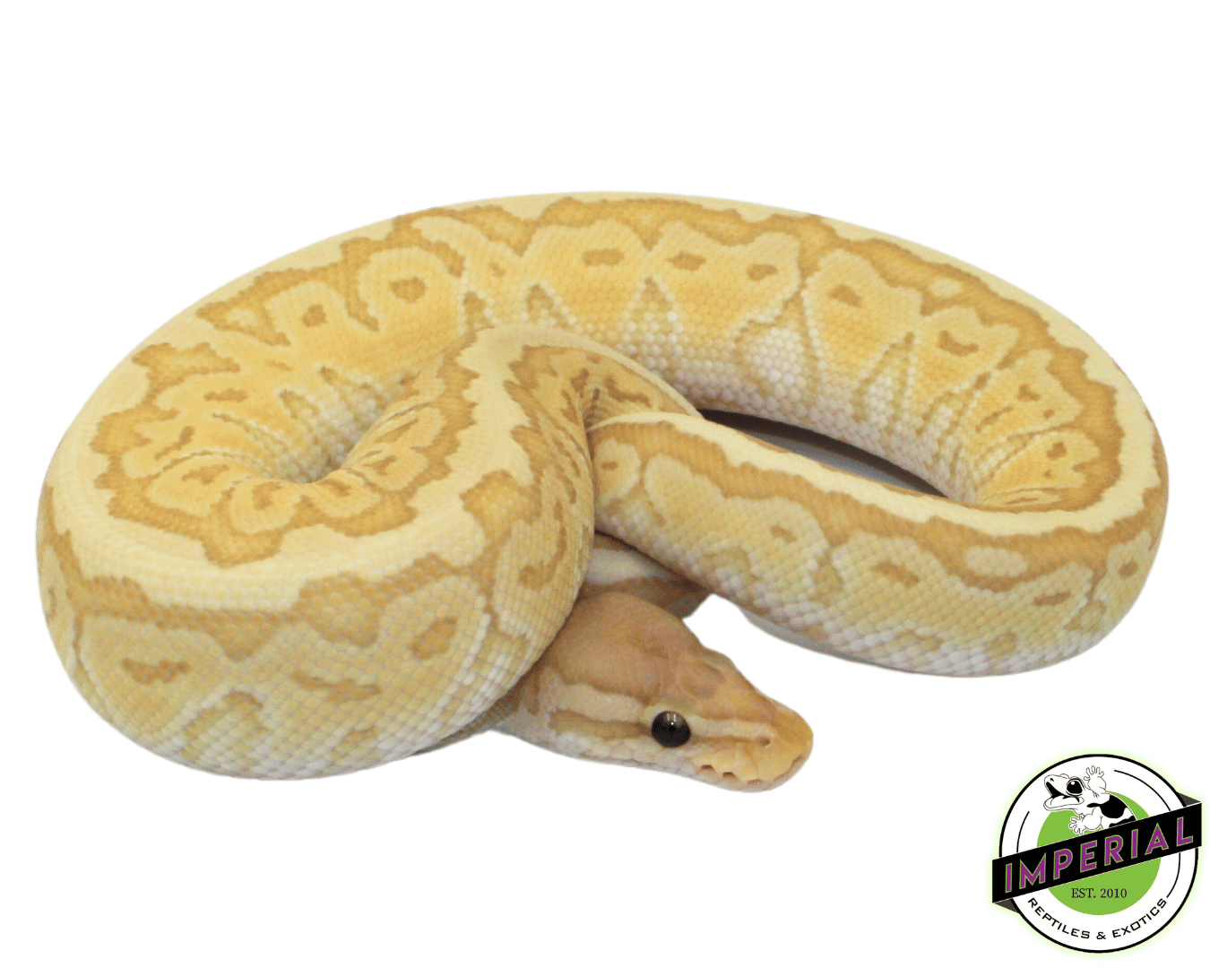 Banana King Pin Ball Python
