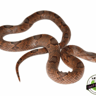 Brown Kukri Snake