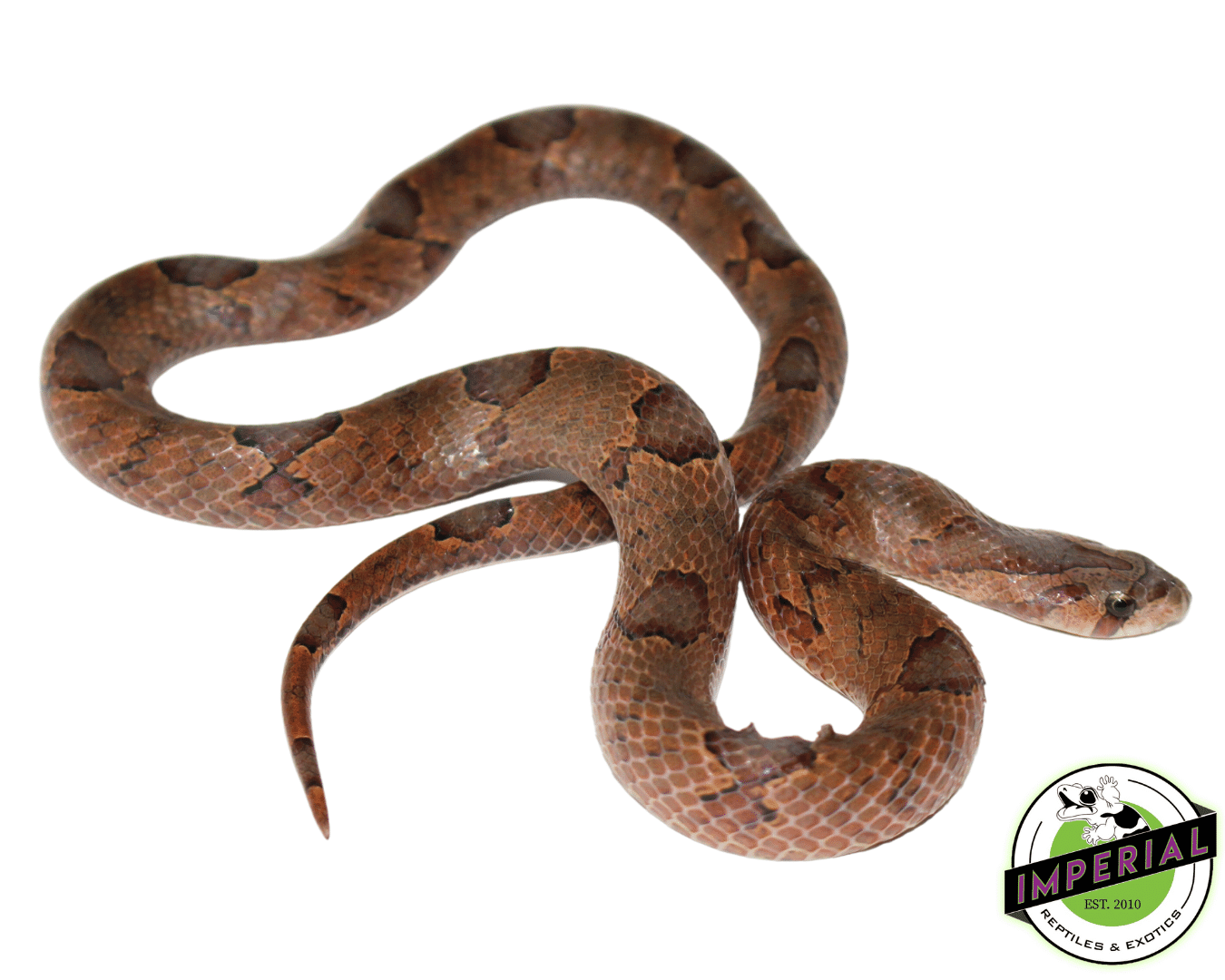 Brown Kukri Snake