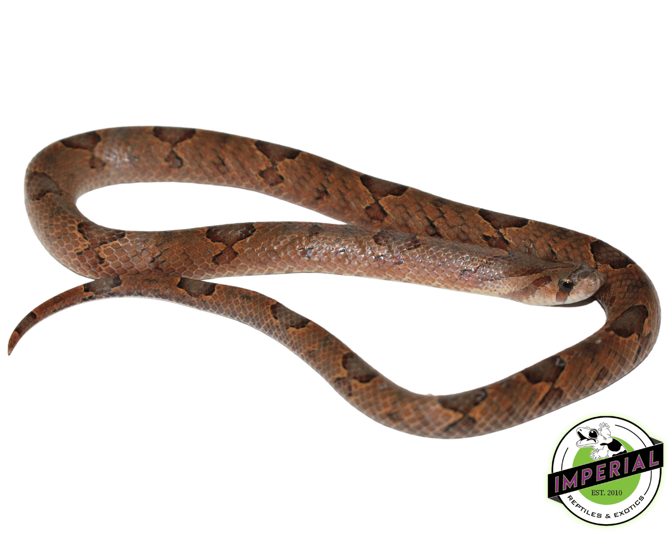Brown Kukri Snake - Image 2