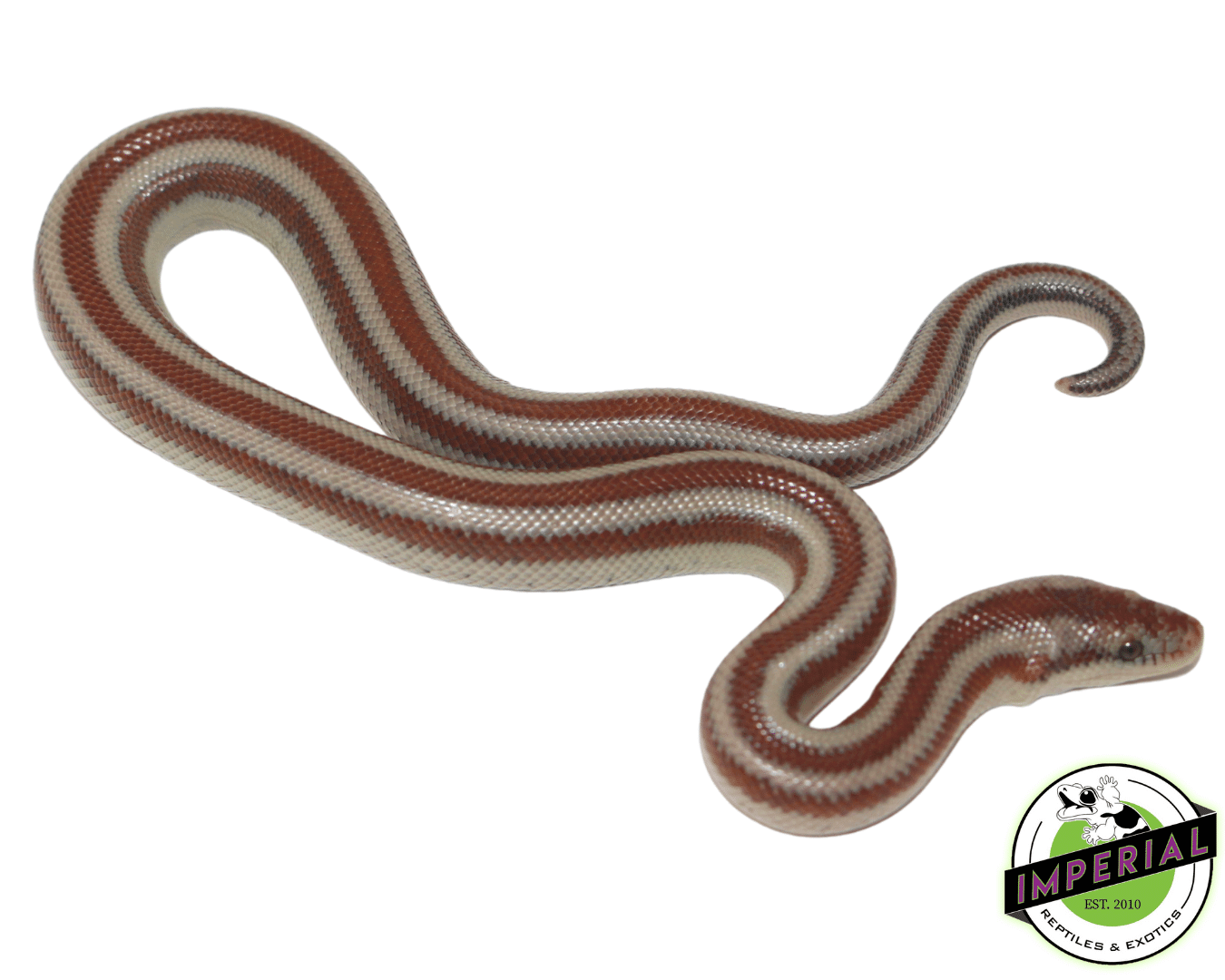 LA Rosy Boa Baby - Image 2