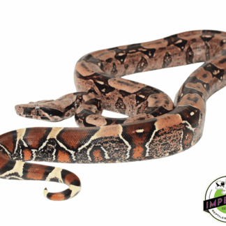 Red Tail Boa (Bcc)