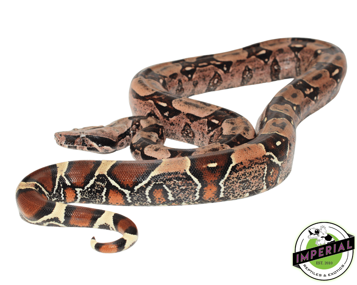 Red Tail Boa (Bcc)