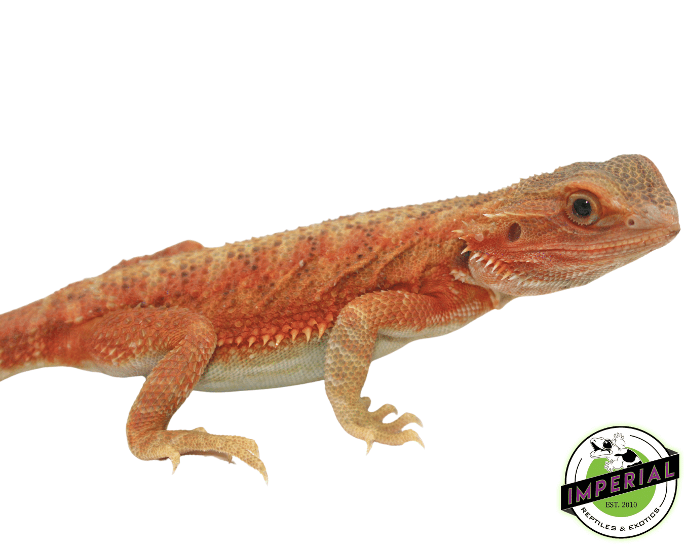 Lava Red Hypo Trans Bearded Dragon - Image 3