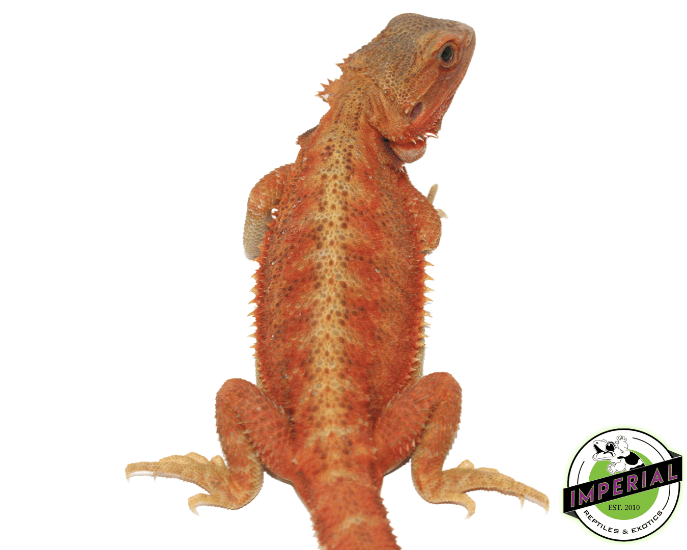 Lava Red Hypo Trans Bearded Dragon - Image 2