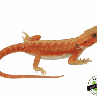 Lava Red Hypo Trans Bearded Dragon
