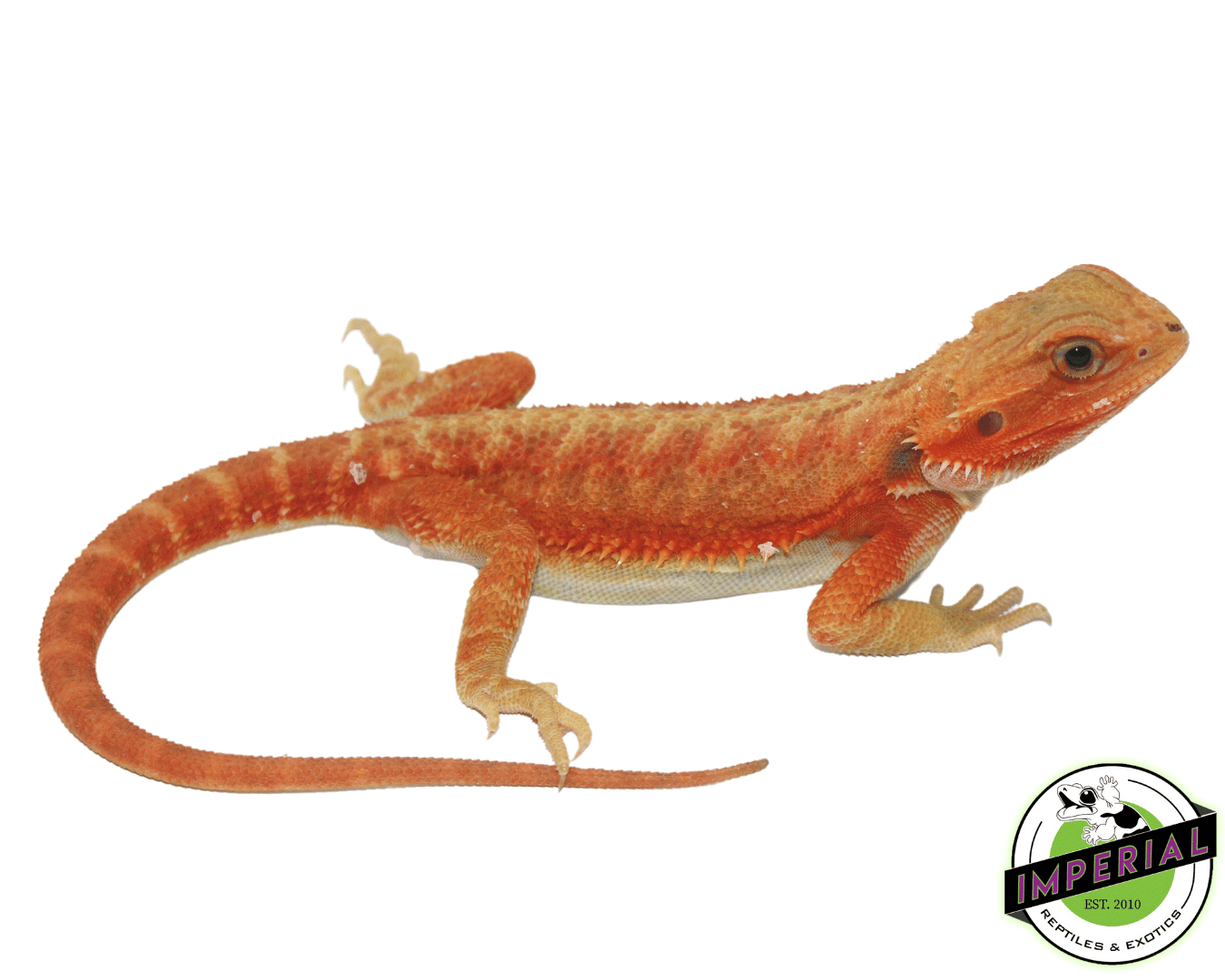 Lava Red Hypo Trans Bearded Dragon