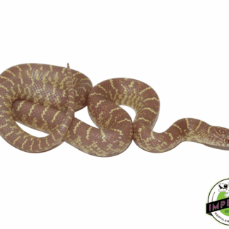 Lavender Brooks Kingsnake Baby