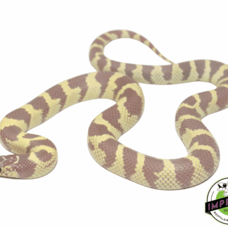 Lavender Ruby Eyed California Kingsnake