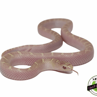 Lavender White Sided Brooks Kingsnake Baby