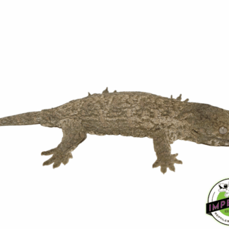 Nu Ami Leachianus Gecko Baby (#61423-01)