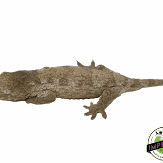 Nu Ami Leachianus Gecko (#61423-02)