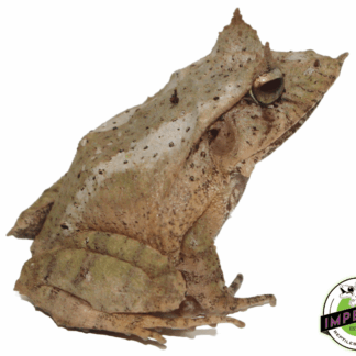 Solomon Island Leaf Frog