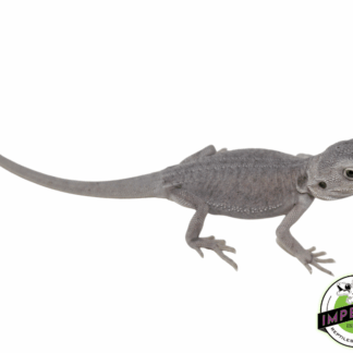 Leatherback Hypo Zero Bearded Dragon Baby