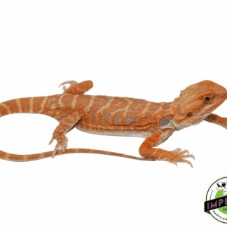 Leatherback Pumpkin Hypo Bearded Dragon Female (#61523-01)