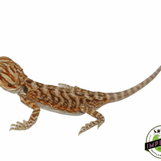 Leatherback Bearded Dragon Baby