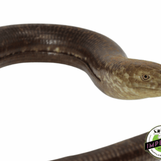 European Giant Legless Lizard