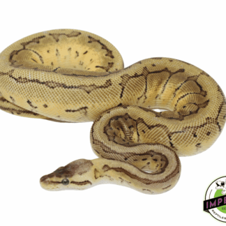 Lemonblast Ball Python