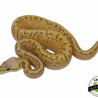 Lemonblast Ghost Ball Python