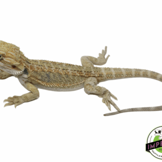 Lemon Hypo Bearded Dragon Baby