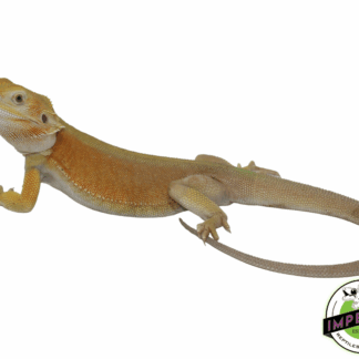 Lemon Sherbet Hypo Witblits Bearded Dragon
